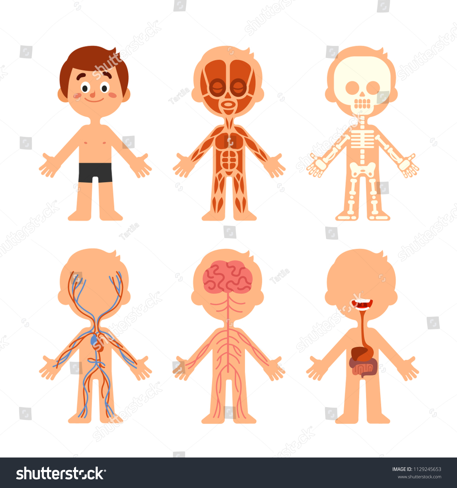 Cartoon Boy Body Anatomy Human Biology Stock Vector (Royalty Free ...