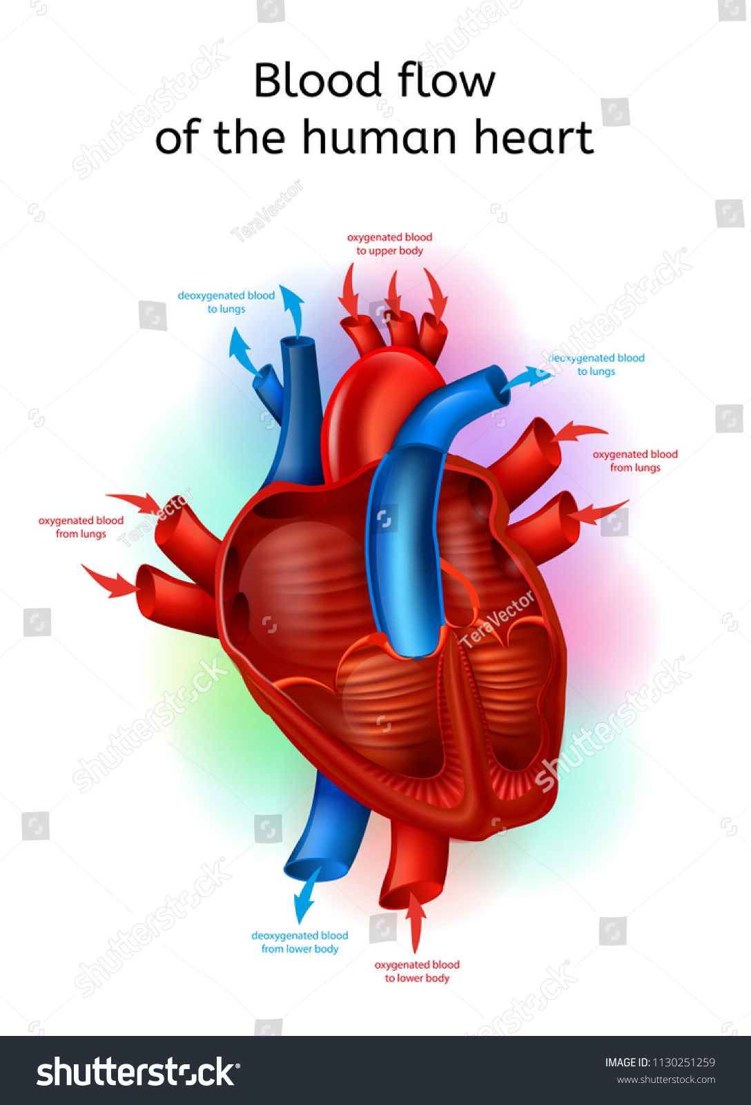 Blood Flow Heart Realistic Vector Scheme Stock Vector (Royalty Free ...