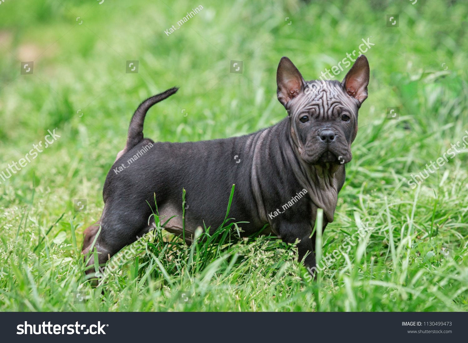 are chongqing dog puppies lazy