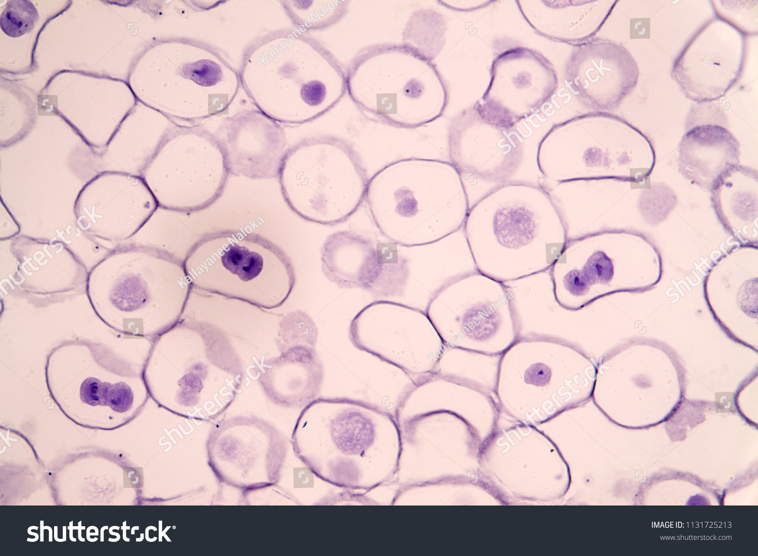 animal cell microscope picture