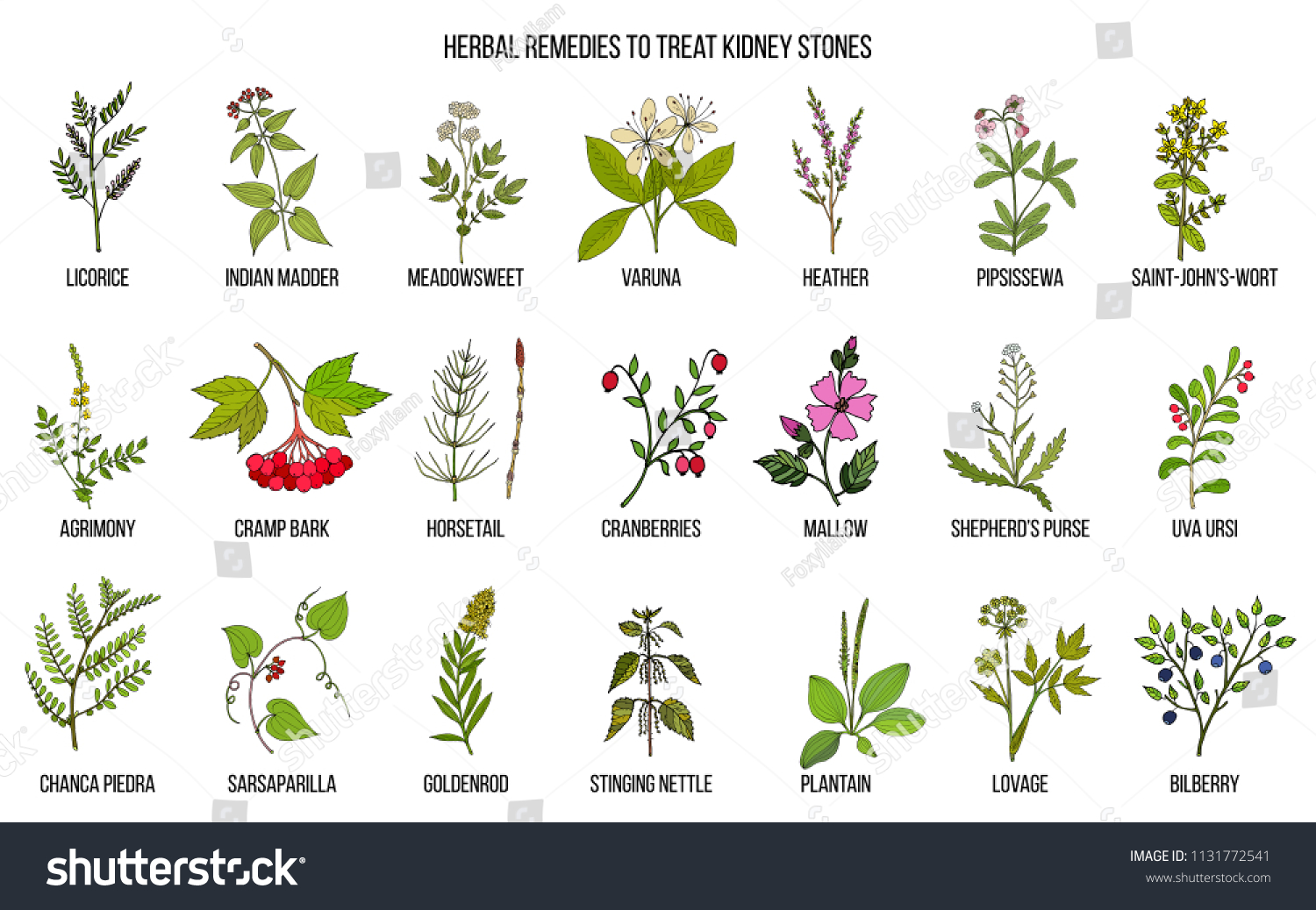 Best Herbs Kidney Stone Disease Hand Stock Vector (Royalty Free ...