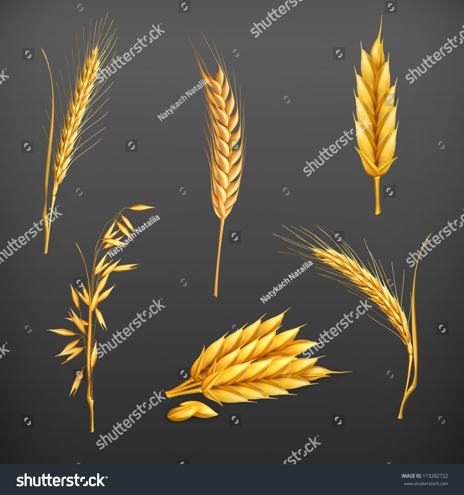 Постер пшеница вектор