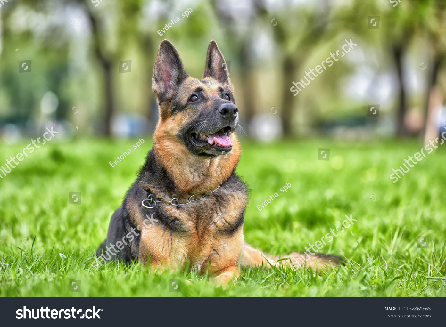 What Is The Oldest German Shepherd On Record