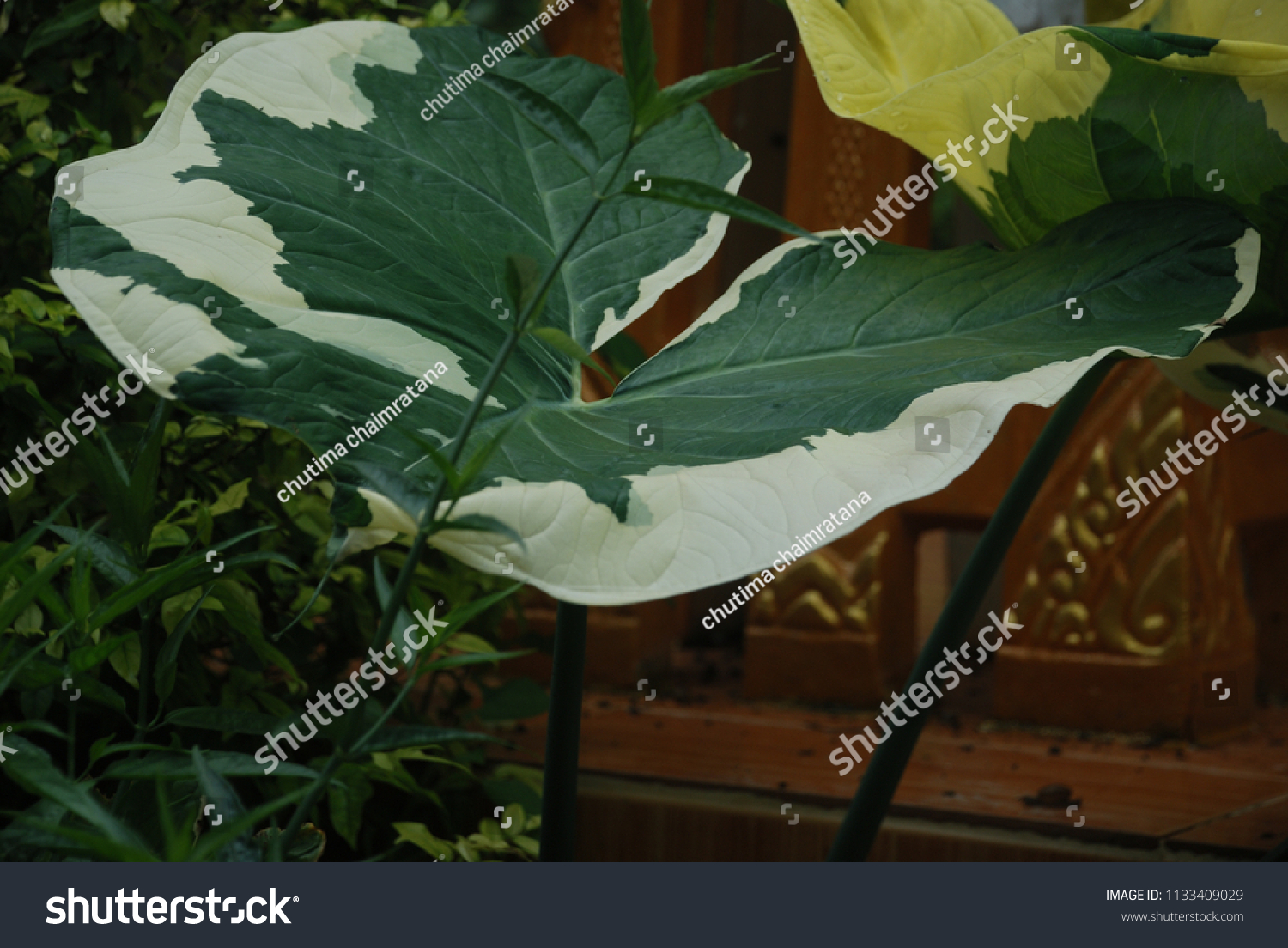 Xanthosoma Sagittifolium L Schott Albomarginataherbaceous Single库存照片 Shutterstock