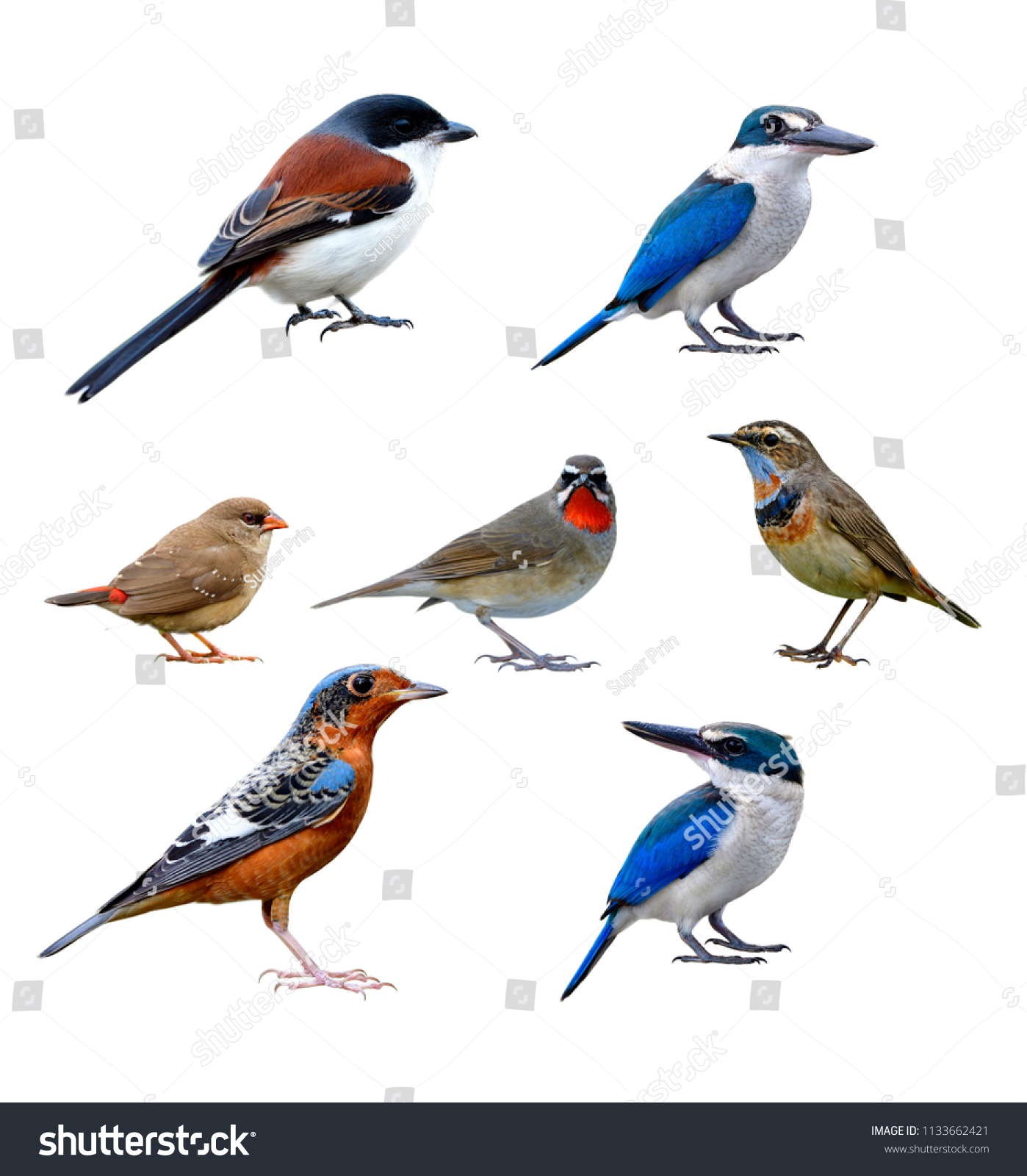 Set Beautiful Birds Details Their Beak Stock Photo 1133662421 ...