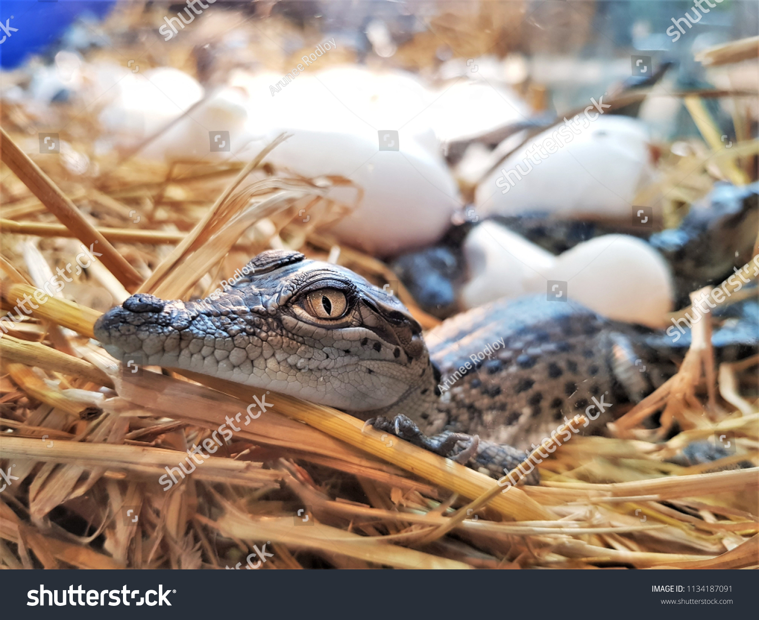 New Born Freshwater Crocodile Crocodile Baby Stock Photo 1134187091 ...