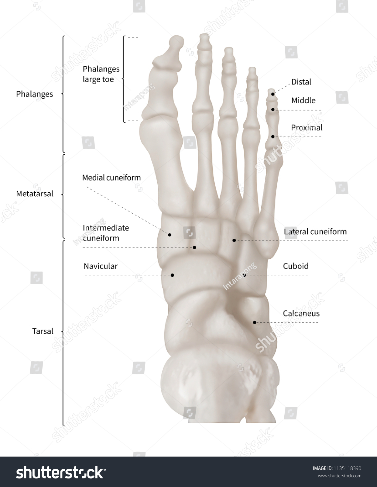 Infographic Diagram Human Foot Bone Anatomy Stock Illustration