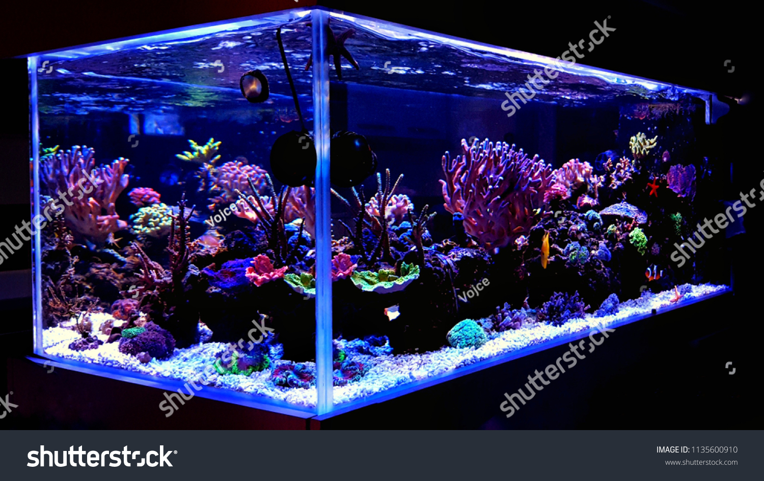 Saltwater Coral Reef Aquarium Home Most Stock Photo 1135600910 ...