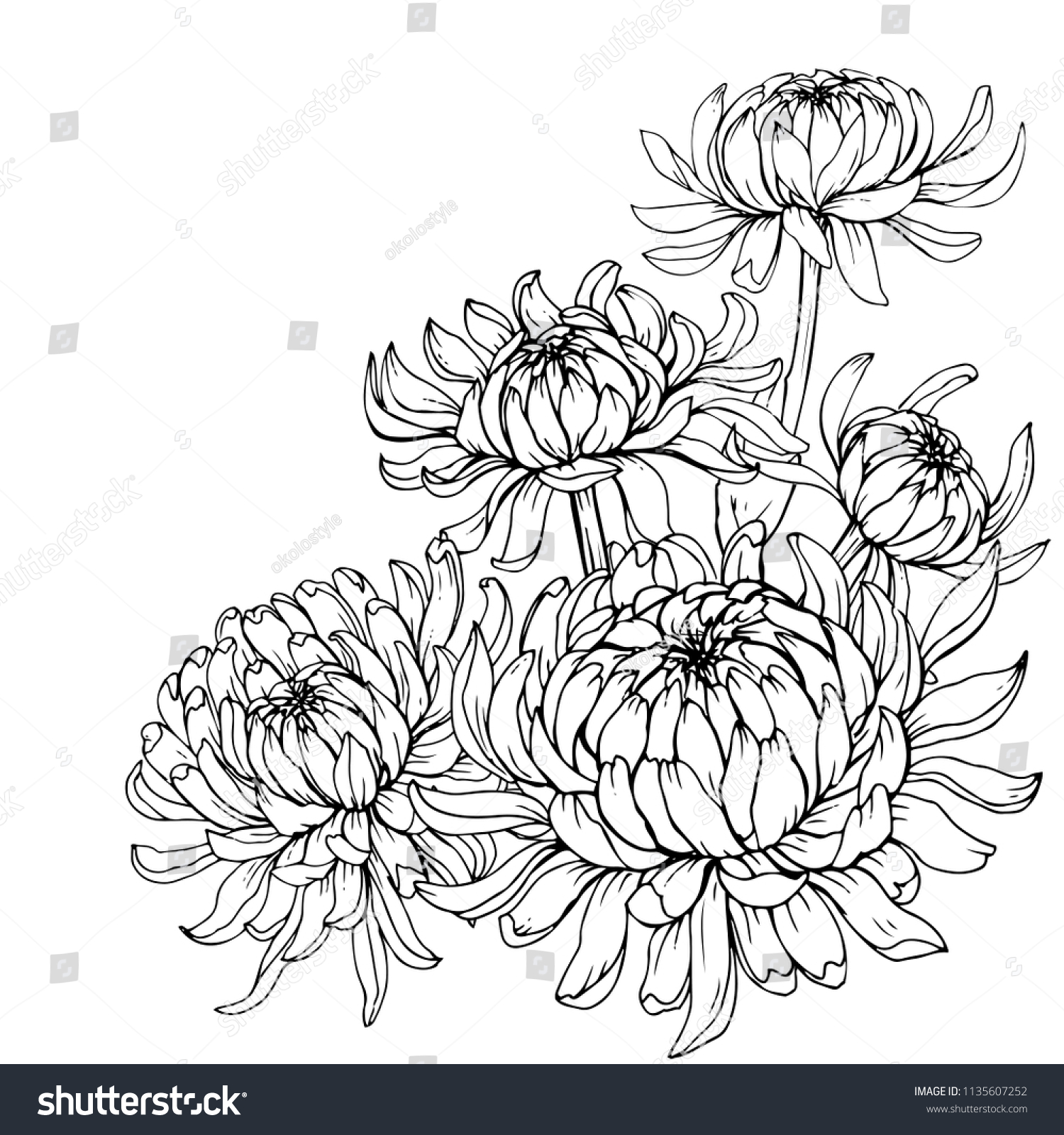 Бутон хризантемы рисунок