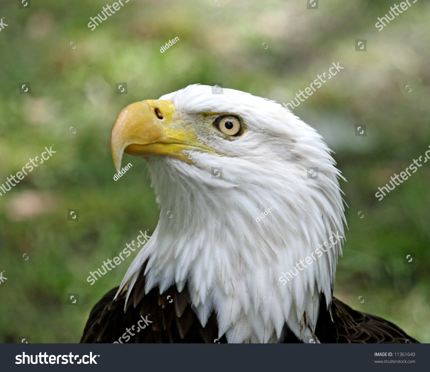 American Proud Stern Looking Bald Eagle Stock Photo 11361640 Shutterstock