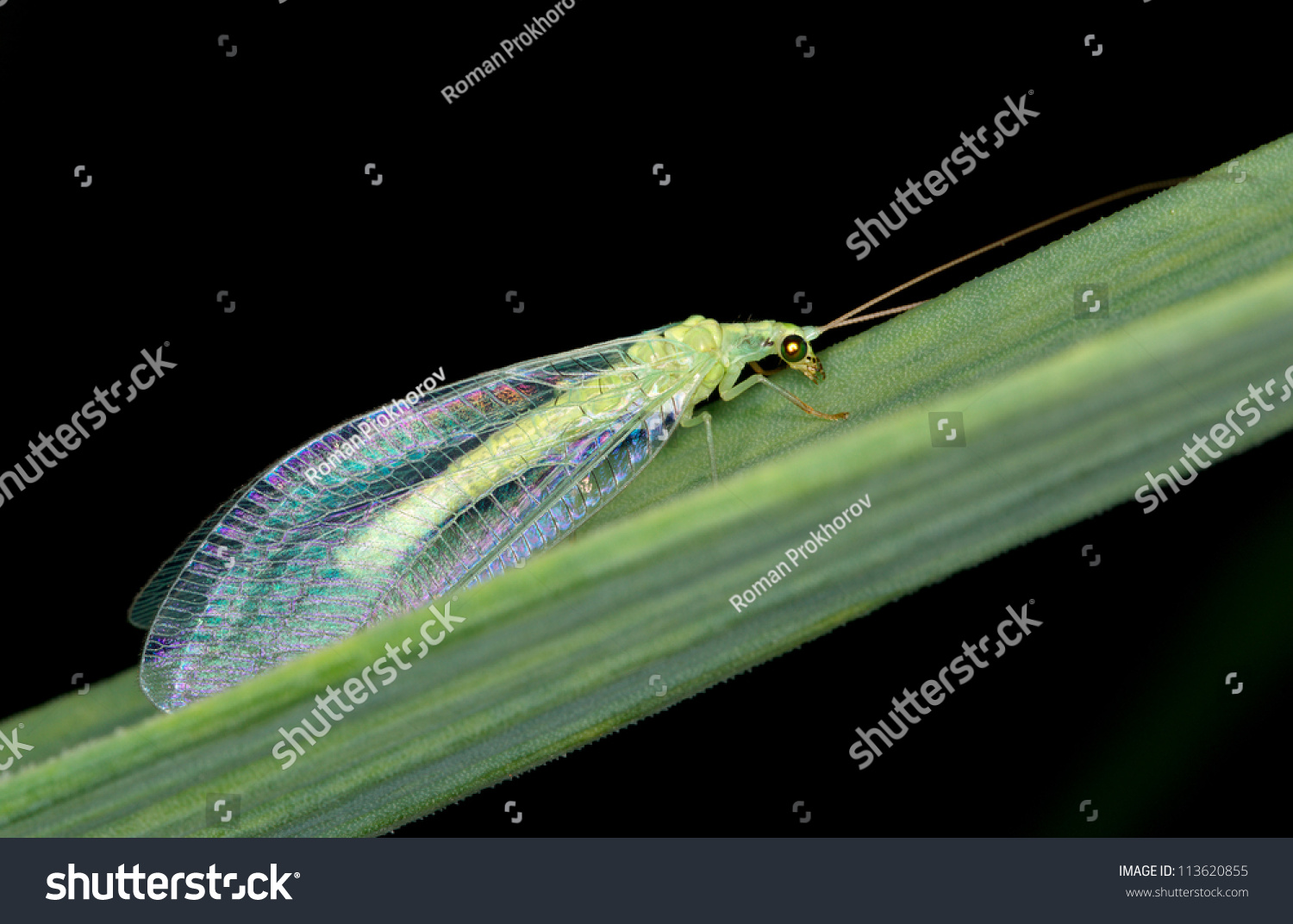 Goldeneyed Lacewing Stock Photo 113620855 | Shutterstock