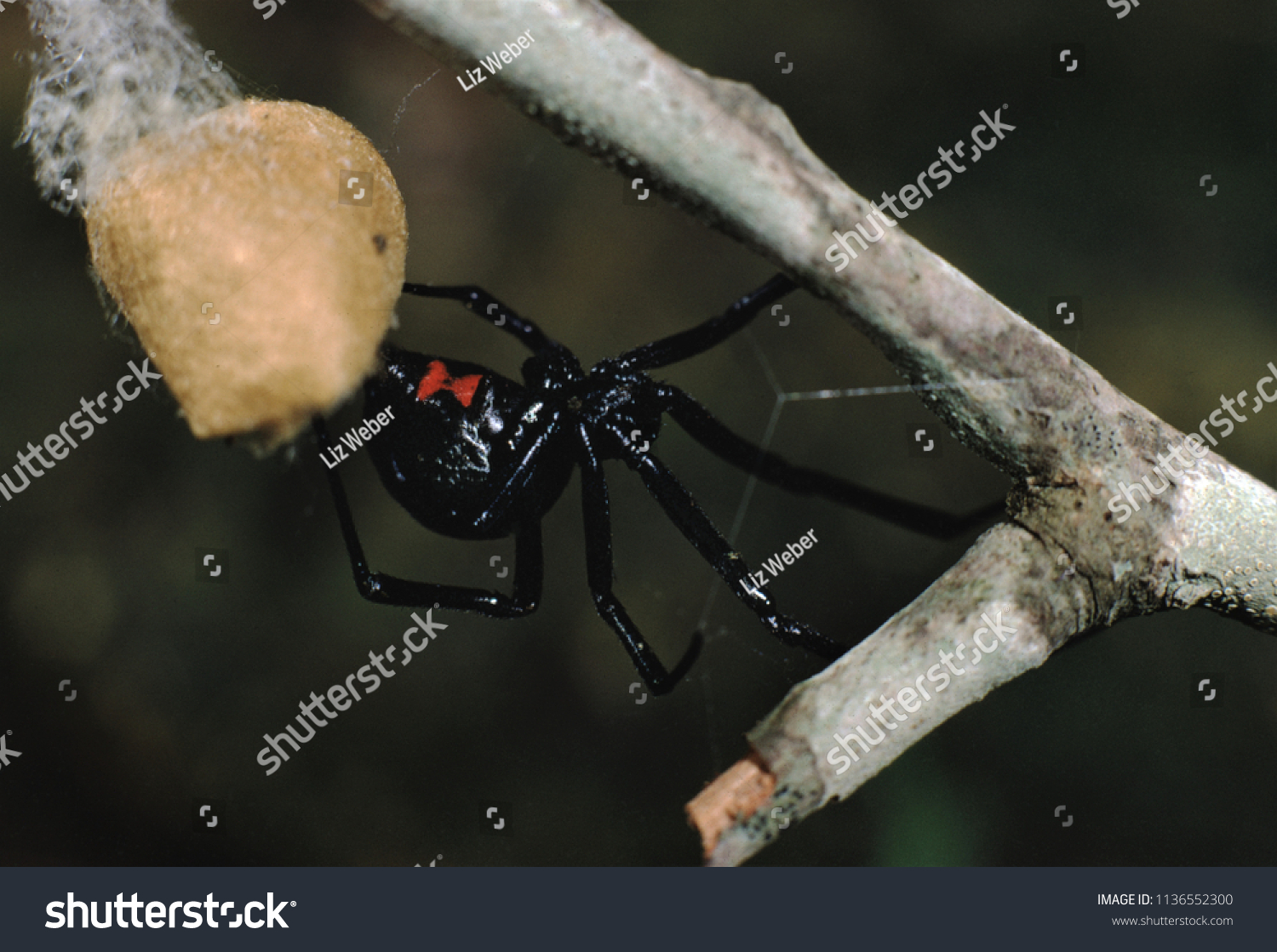 Southern Black Widow Spider Latrodectus Mactans Stock Photo 1136552300