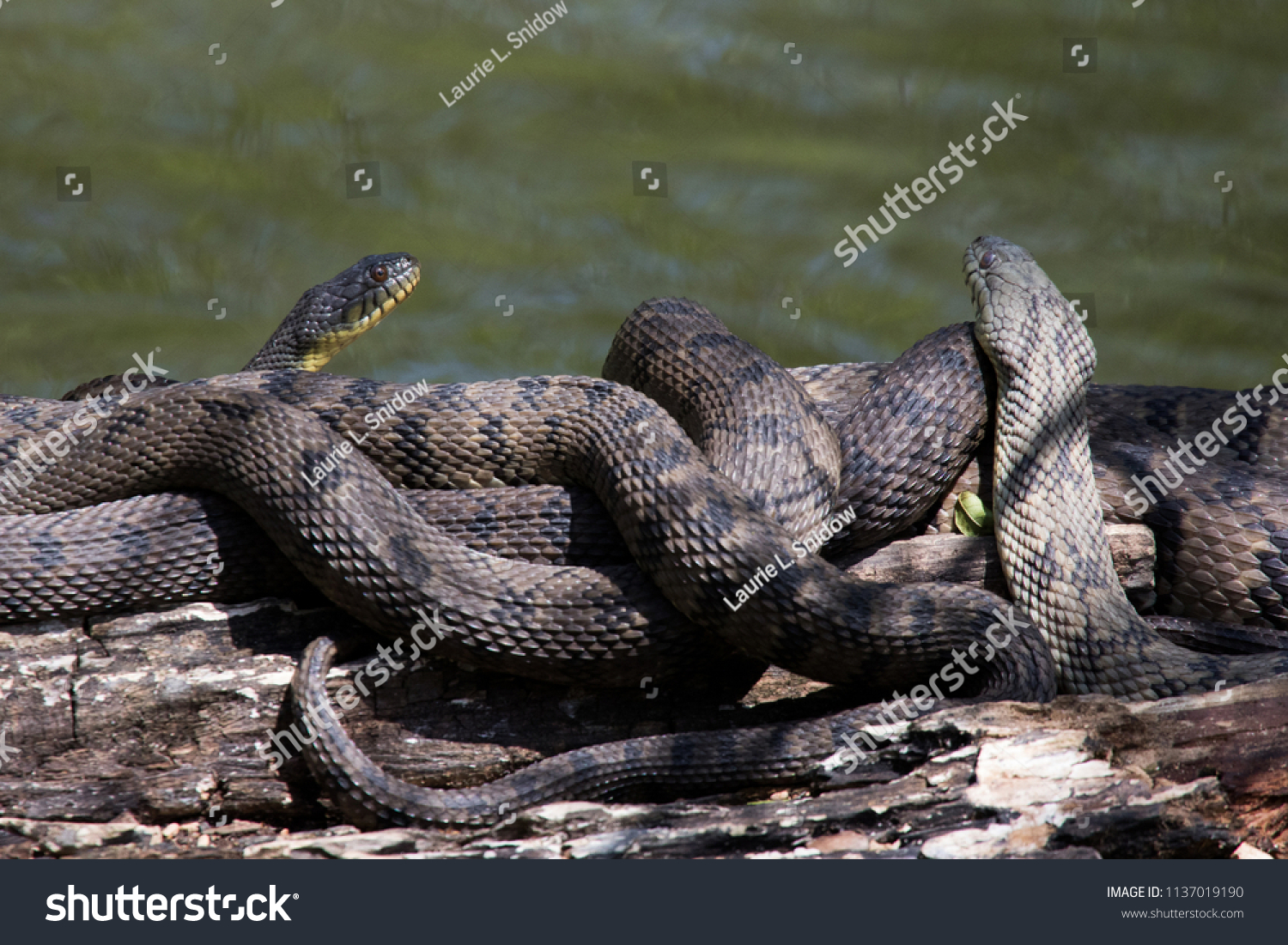 Diamondback Water Snake Nerodia Rhombifer写真素材 Shutterstock