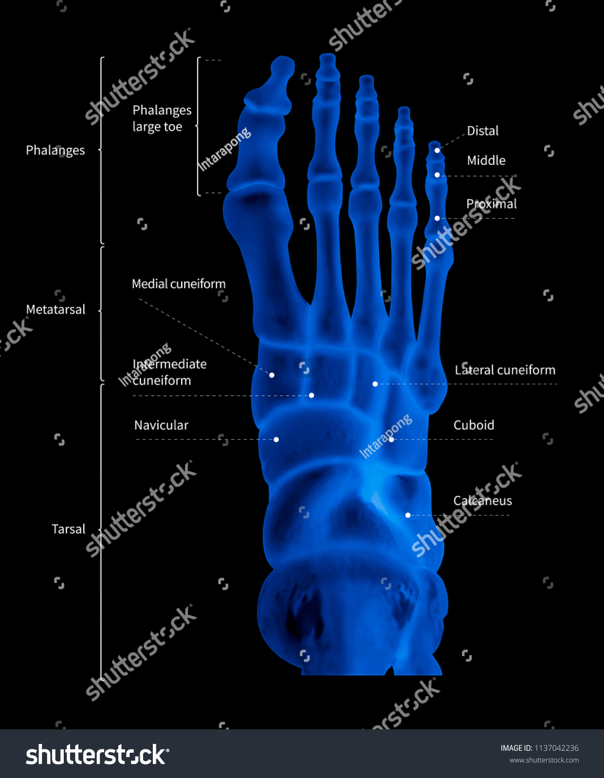 Infographic Diagram Human Foot Bone Anatomy Stock Illustration