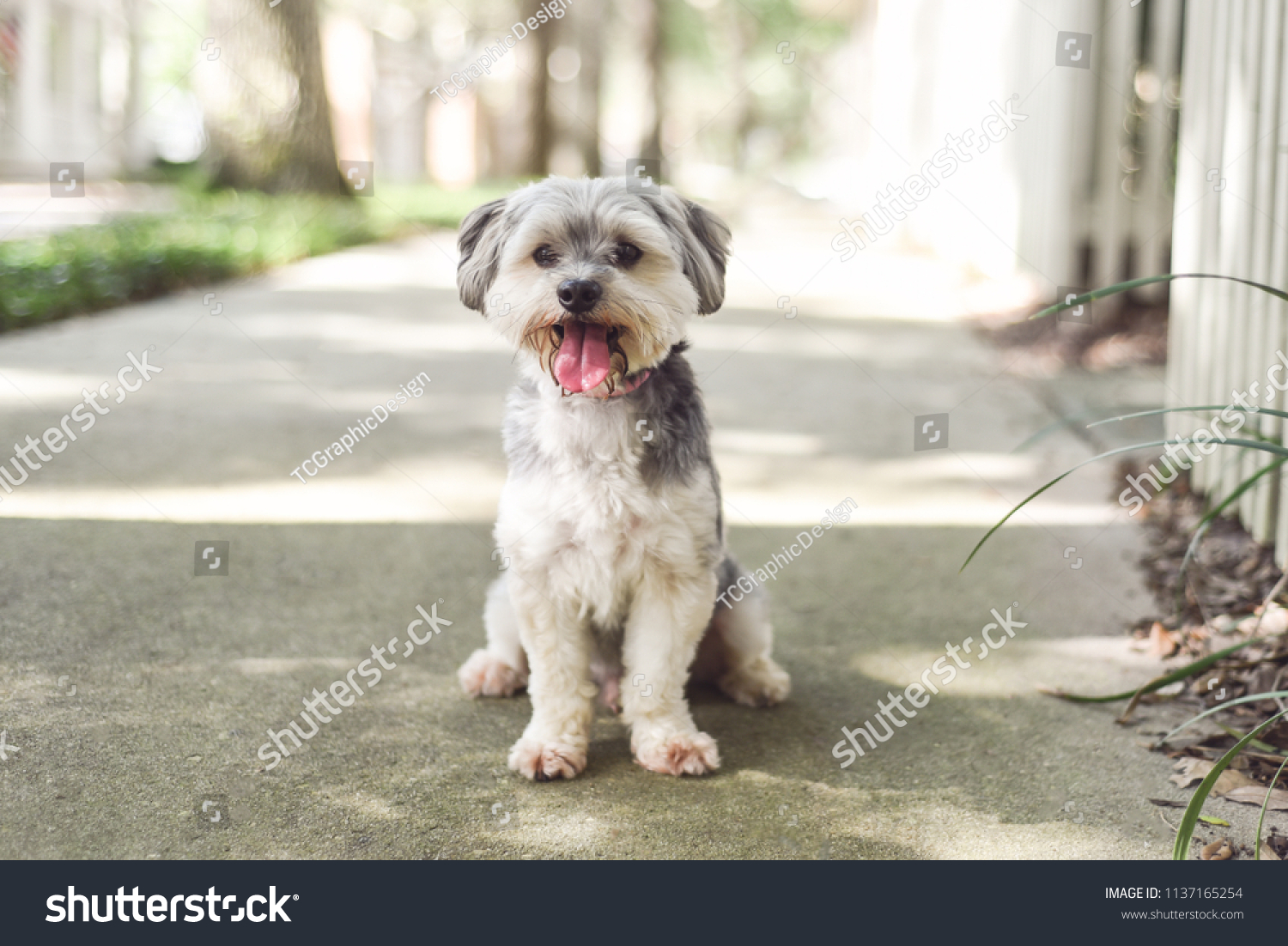 1 Maltese Australian Shepherd Mix Images, Stock Photos & Vectors 