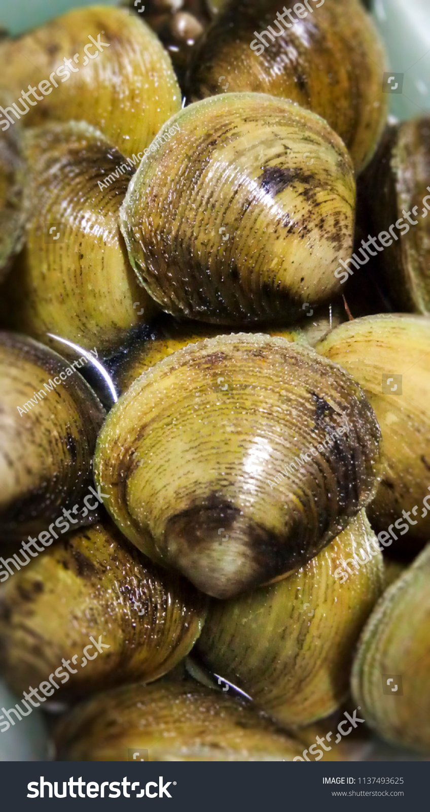 Hard Clam Mercenaria Mercenaria Known Tapalang Stock Photo 1137493625 ...