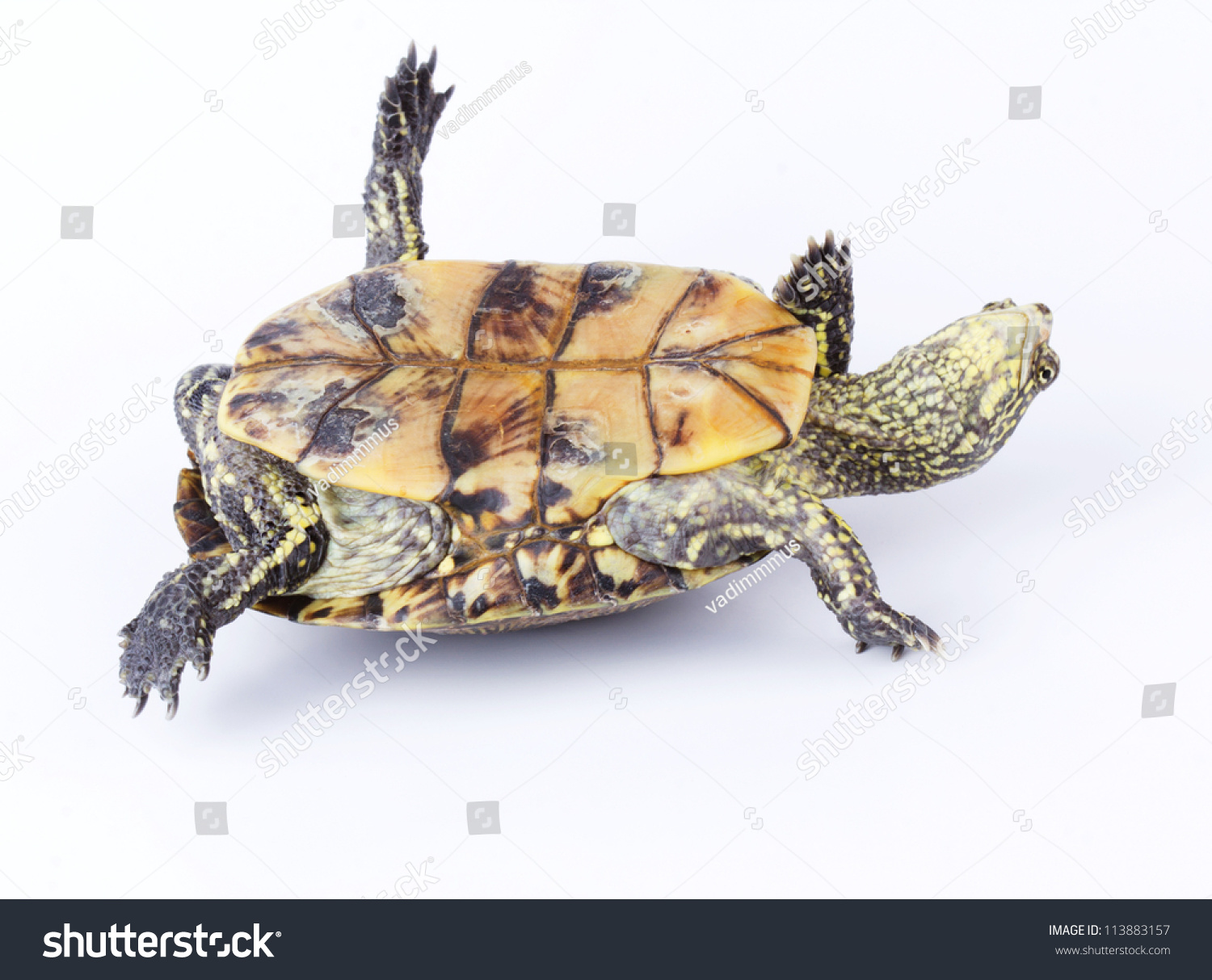 Turtle Upside Down On Back Isolated Stock Photo 113883157 | Shutterstock