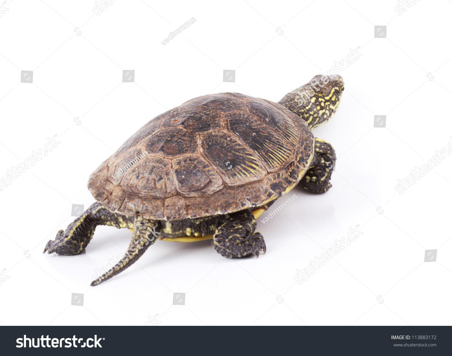 Turtle Walking Away Isolated On White Stock Photo 113883172 | Shutterstock