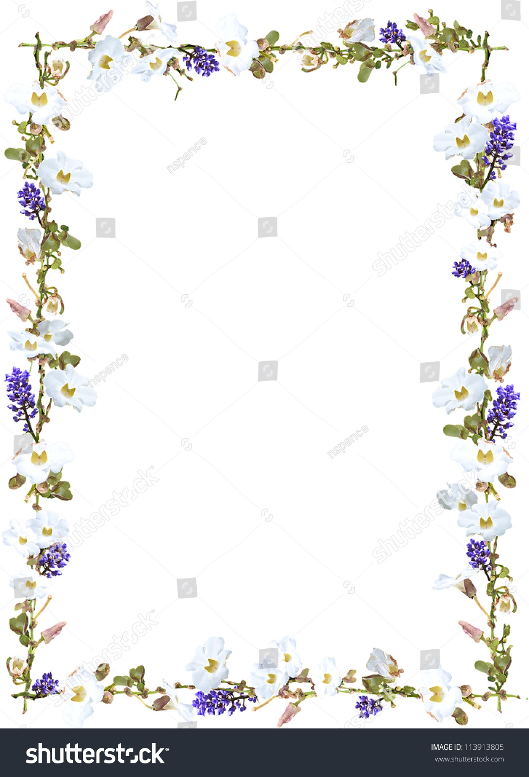 Purple Ginger White Sky Flower Vine Stock Illustration 113913805 ...