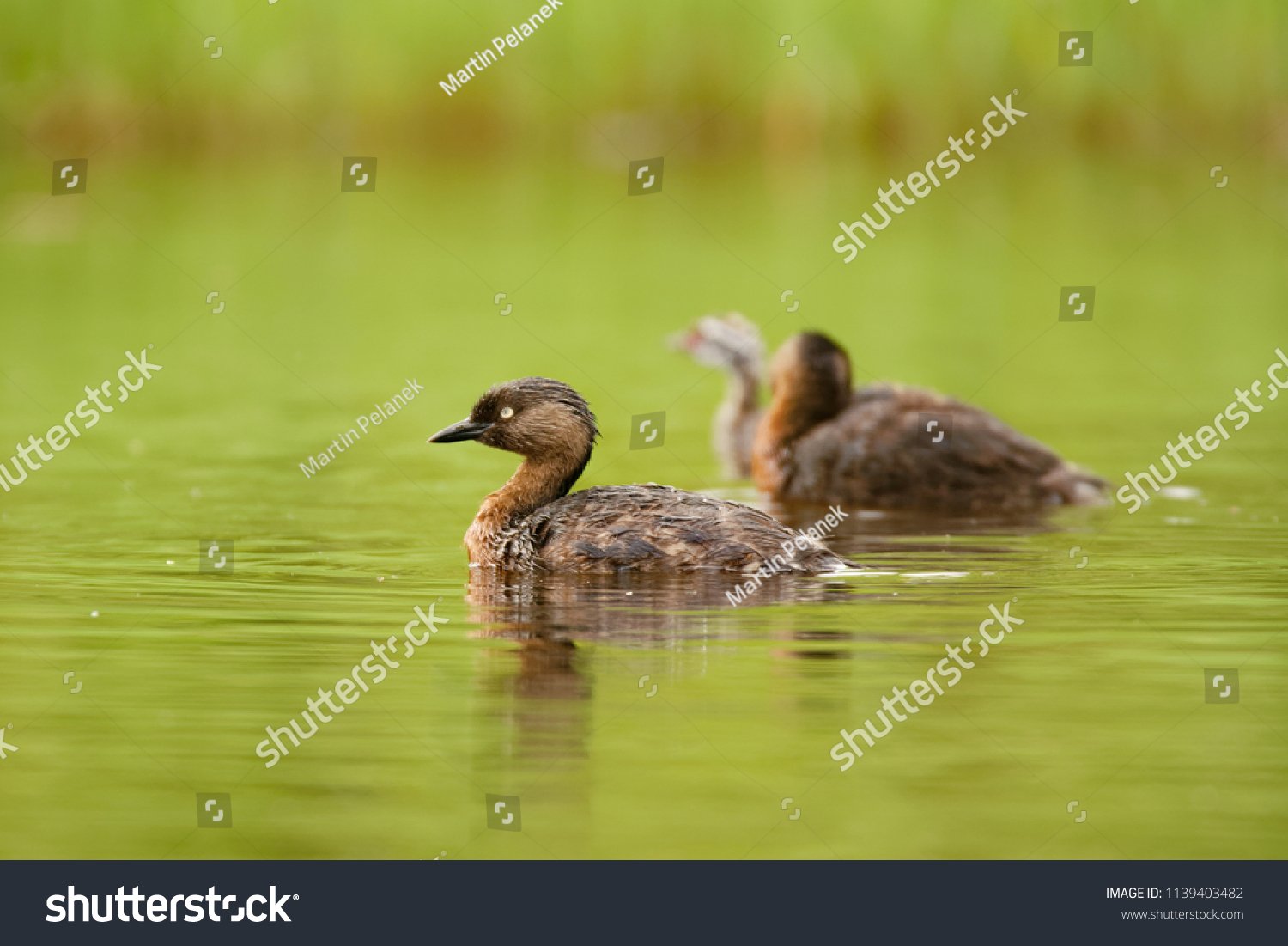 New Zealand Dabchick Poliocephalus Rufopectus Weweia Stock Photo ...