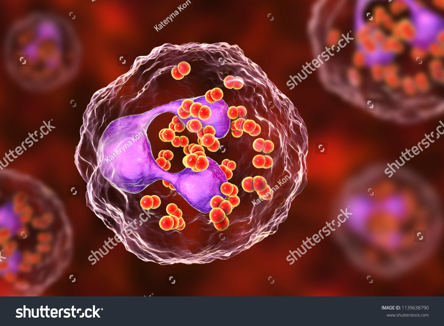 Bacteria Neisseria Gonorrhoeae Inside Phagocytes Gonoccoccus Stock Illustration 1139638790 2154
