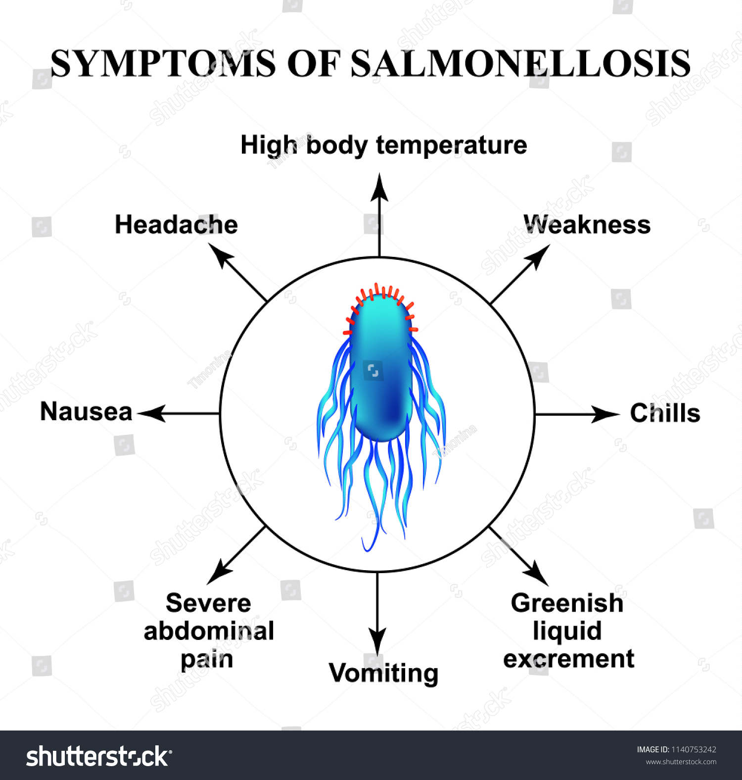 Symptoms Salmonellosis Structure Salmonella Infographics Illustration Stock Illustration