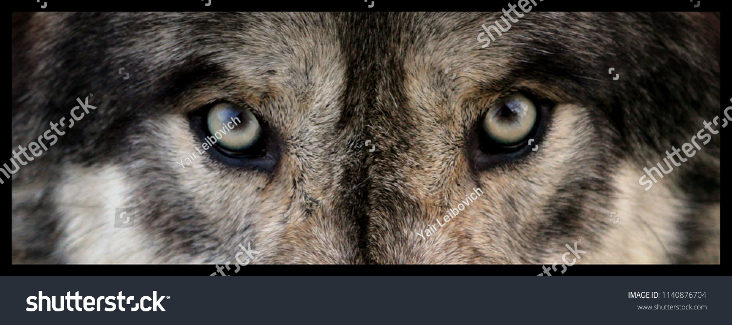 dsgrdhrty Creative Wolf Peinture décor Un Regard de Loup Sauvage avec des Yeux froids sous Tapis de Bain Lune pour antidérapant intérieur 60X40CM Noir 