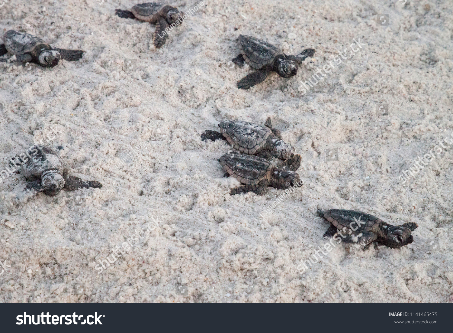 Hatchling Baby Loggerhead Sea Turtles Caretta Stock Photo 1141465475 ...