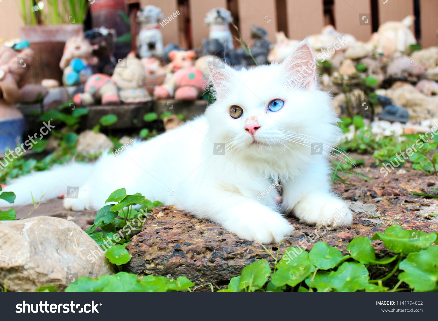 white cat yellow eyes