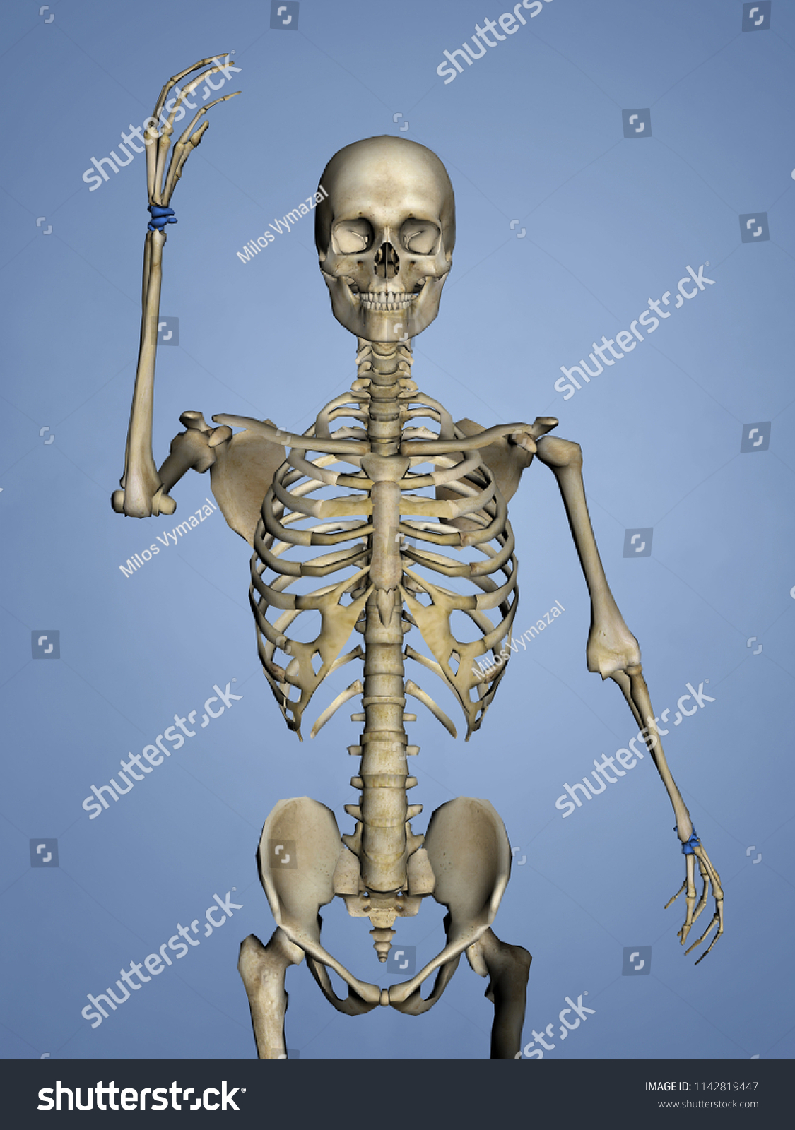 Carpus Human Skeleton 3d Model Stock Illustration 1142819447 | Shutterstock