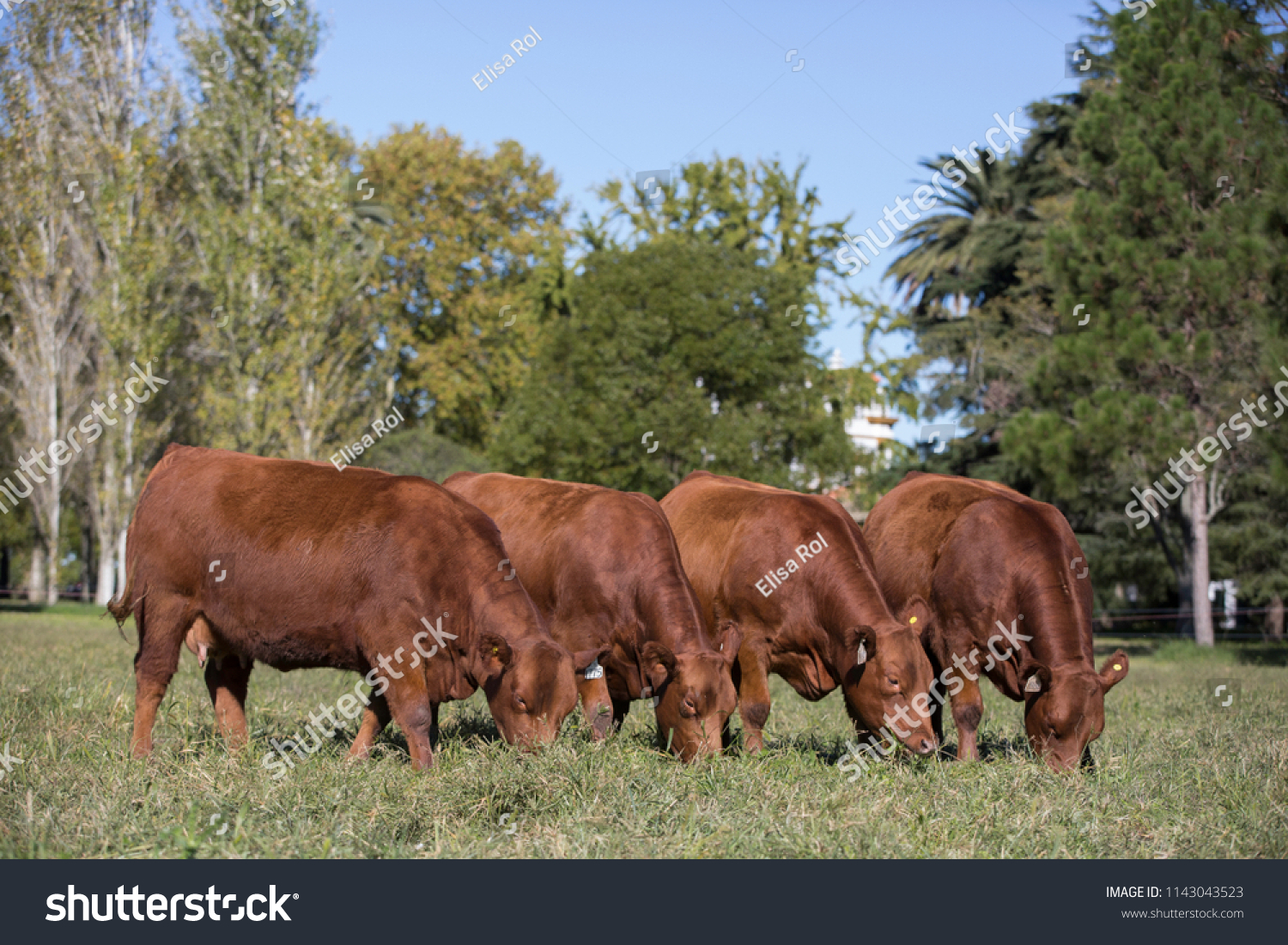 Angus Cattle Farming Stock Photo 1143043523 | Shutterstock