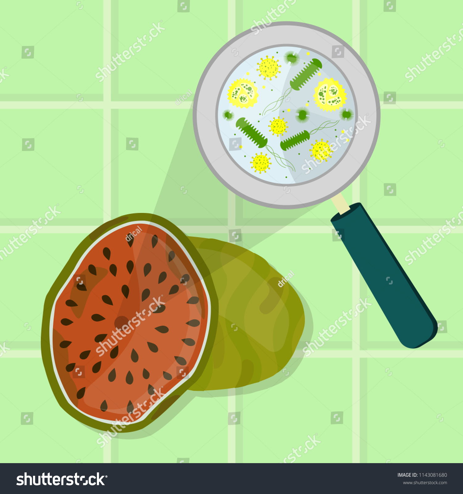 Rotten Spoiled Watermelon Contaminated Watermelon Microorganisms Stock