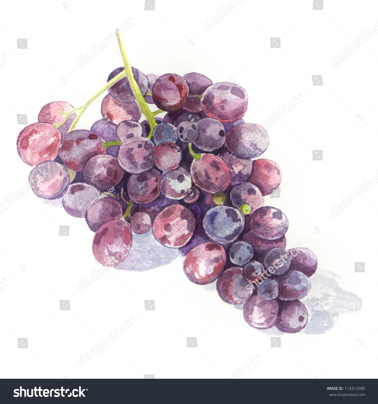 Grape Illustration Isolated On White Background Stock Illustration ...