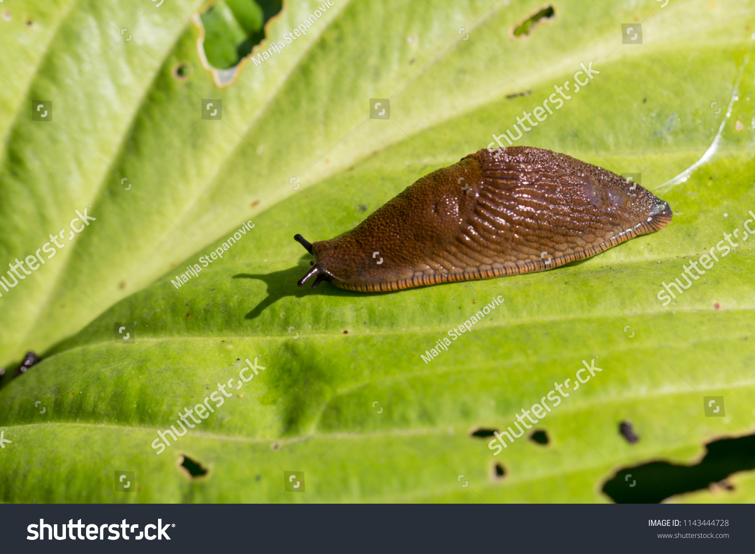 Red Slug Arion Rufus On Green Stock Photo 1143444728 | Shutterstock