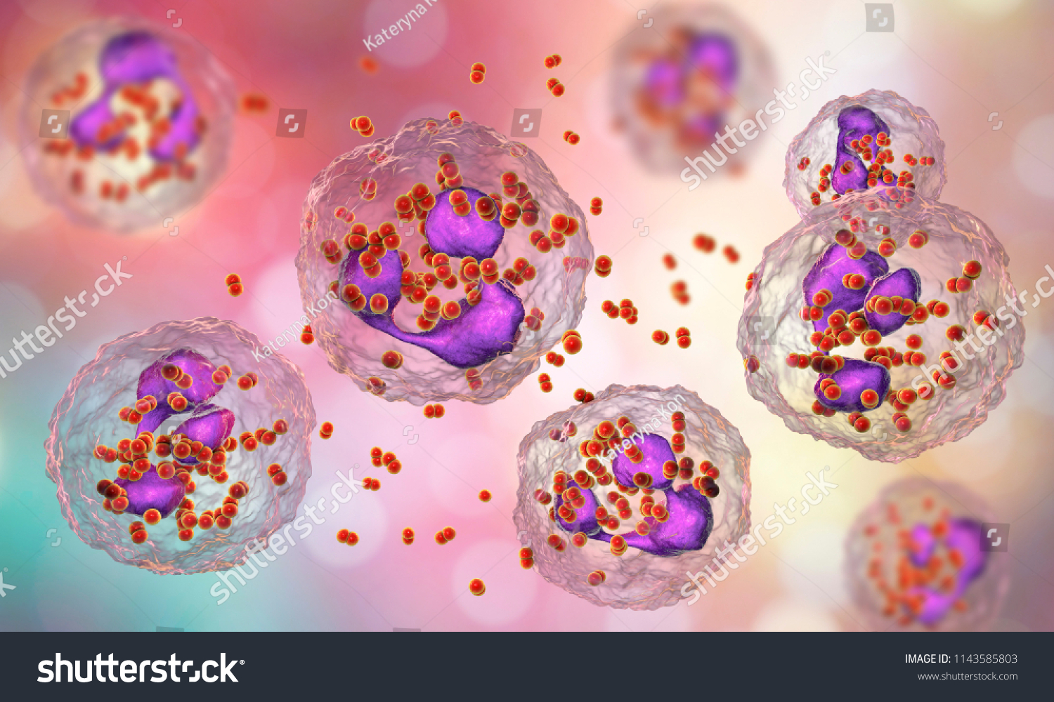 Bacteria Neisseria Gonorrhoeae Inside Phagocytes Gonoccoccus Stock Illustration 1143585803 5460