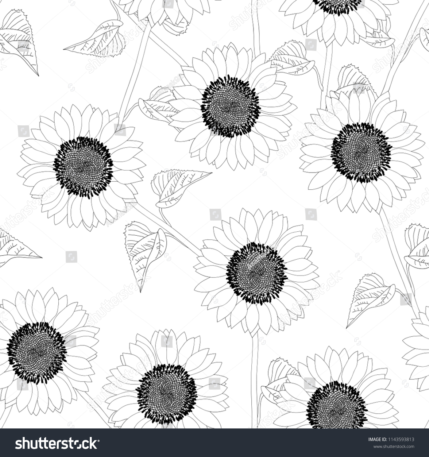 Sunflower Outline On White Background Vector Stock Vector (Royalty Free