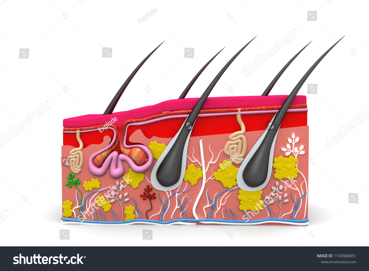 Human Skin Anatomy 3d Render Stock Illustration 1143968051 | Shutterstock