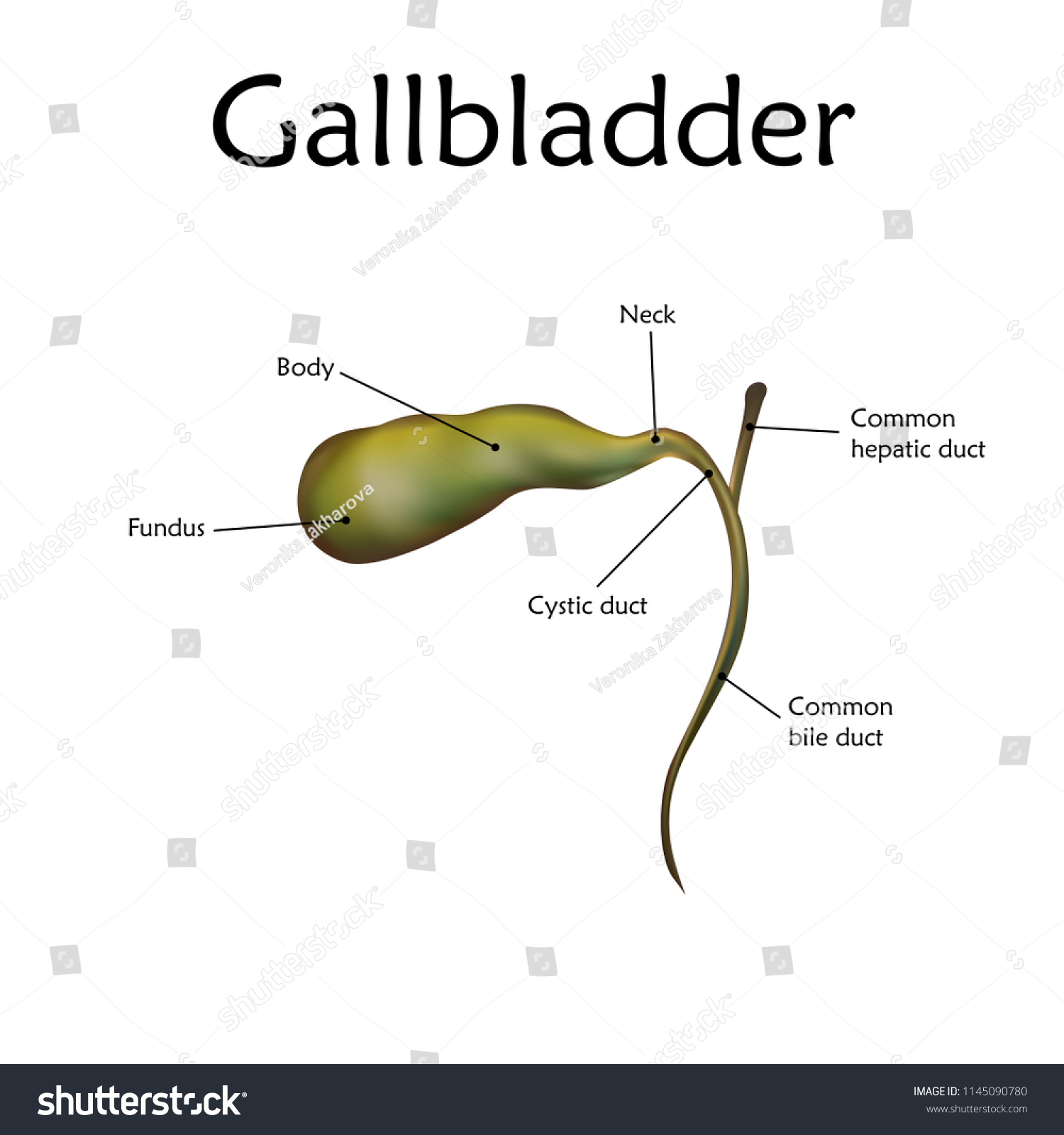 Human Gallbladder Description Anatomy Vector Realistic Stock Vector ...