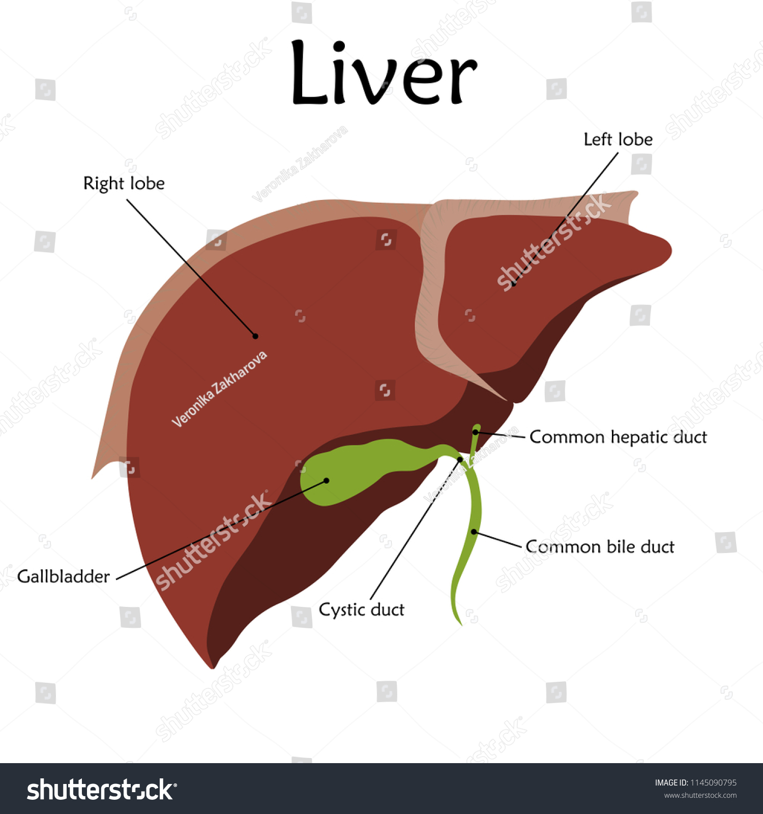 Human Liver Description Anatomy Vector Flat Stock Vector (Royalty Free ...