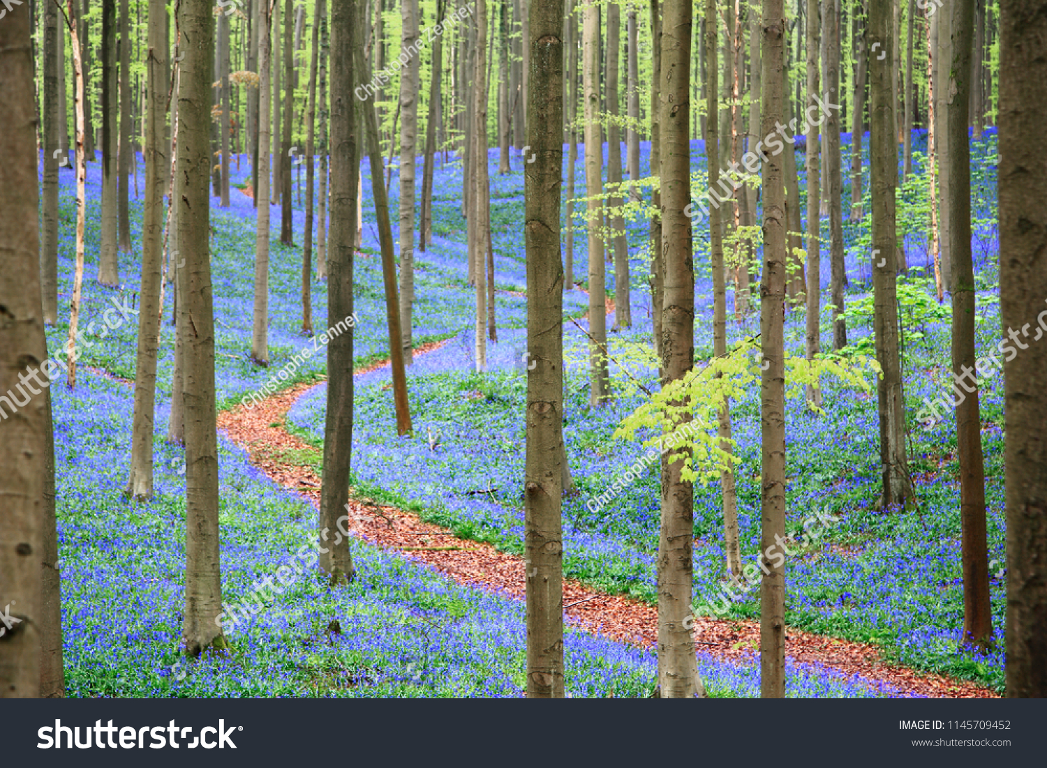 Густозаселенные леса Бельгии