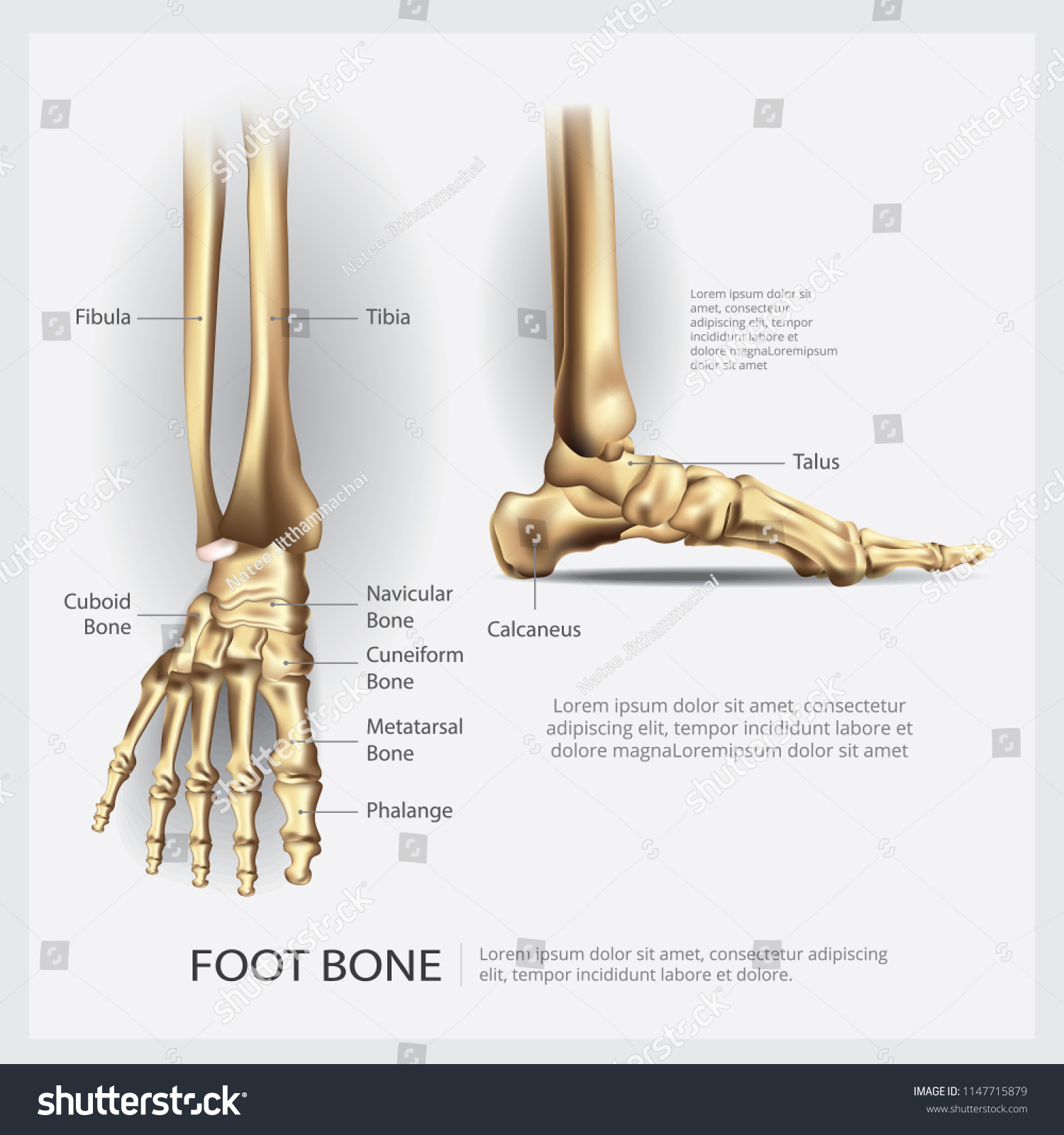 Foot Bone Anatomy Vector Illustration Stock Vector (Royalty Free ...