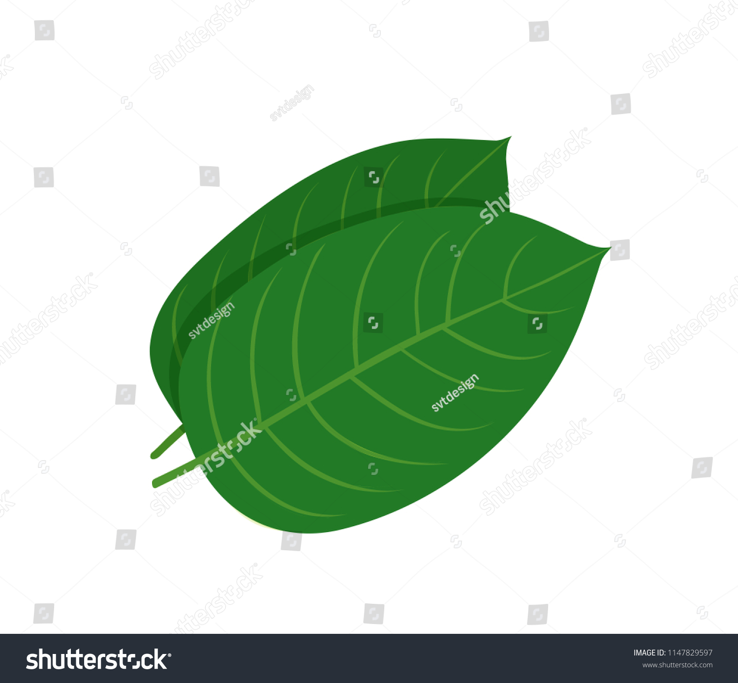 Mitragyna Speciosa Kratom Leaf Vector Flat Stock Vector (Royalty Free ...