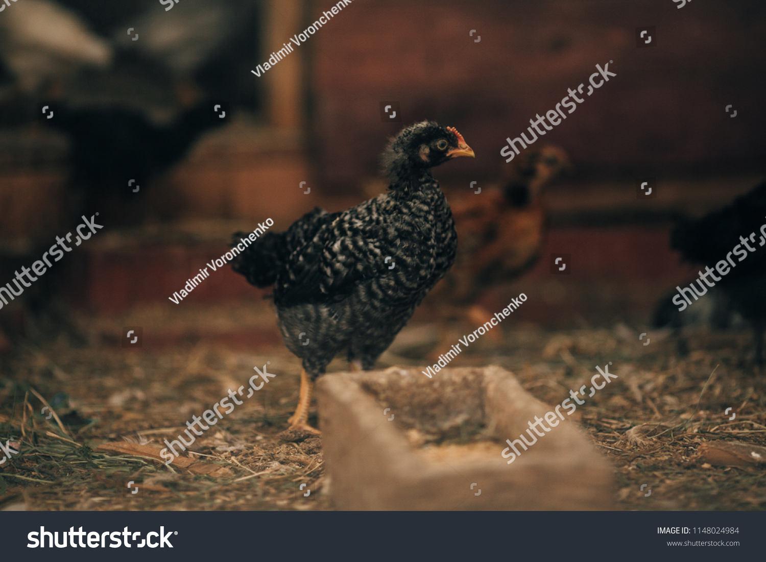 Chicken Broiler Chicken Red Gray Black Stock Photo 1148024984 ...