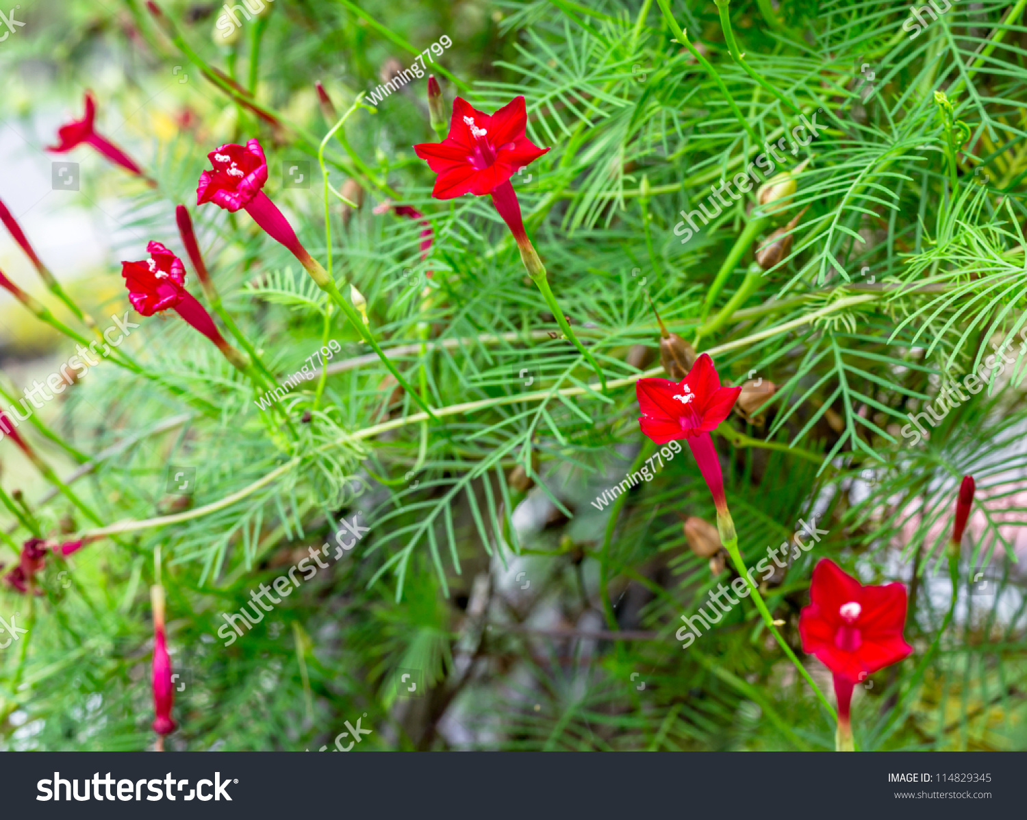 Ипомея Квамоклит Фото