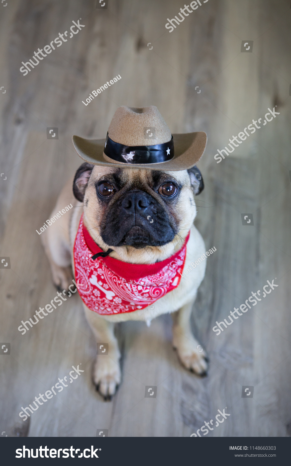 pugs cowboy hat