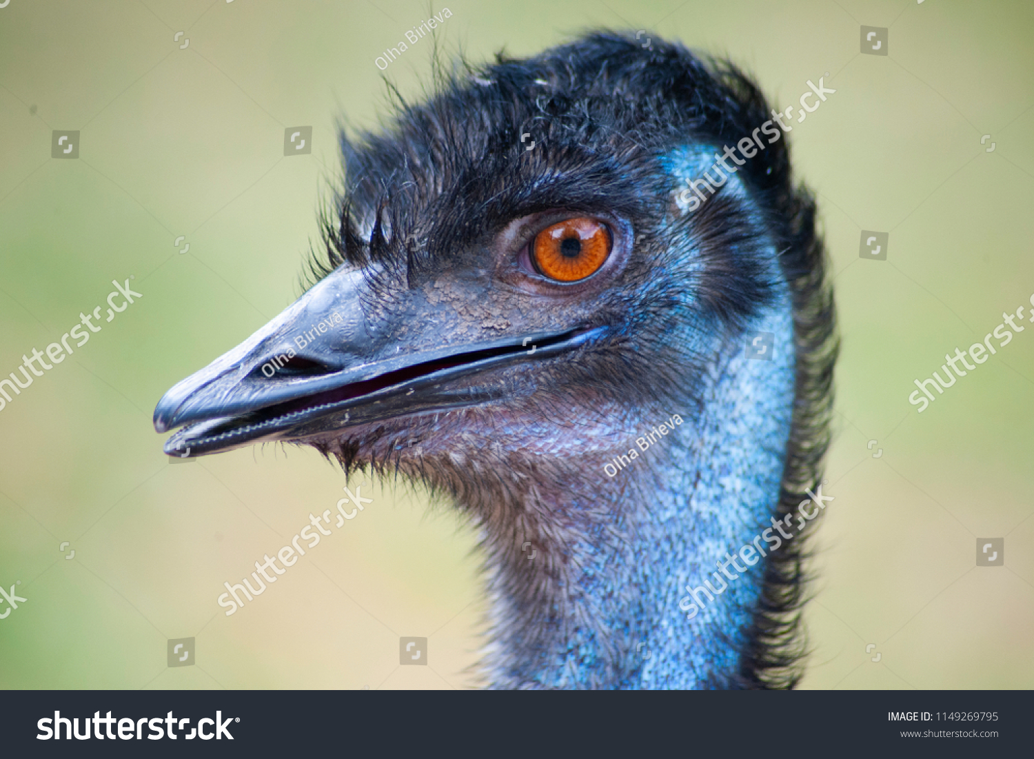 Surprised Scary Emu Head Close Stock Photo 1149269795 | Shutterstock