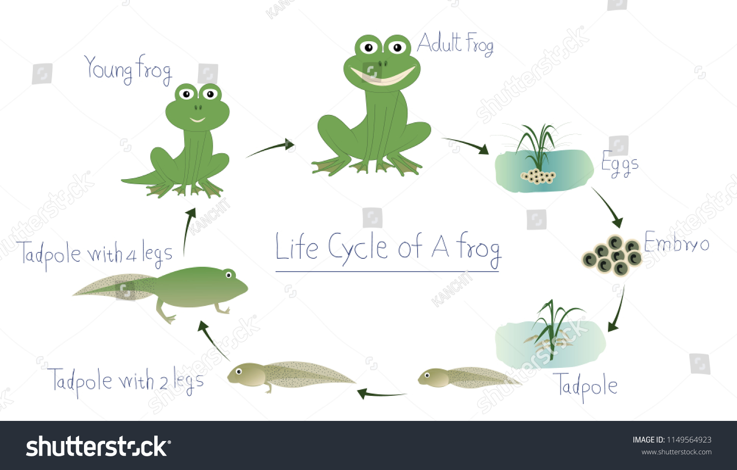 Life Cycle Frog Vector Illustration Stock Vector (Royalty Free ...