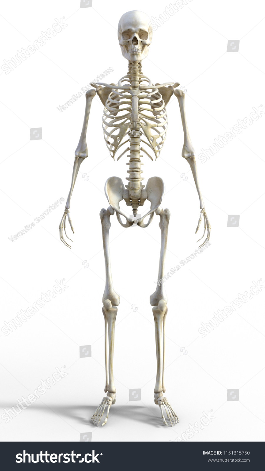 3d Render Human Male Skeleton Isolated Stock Illustration 1151315750 ...