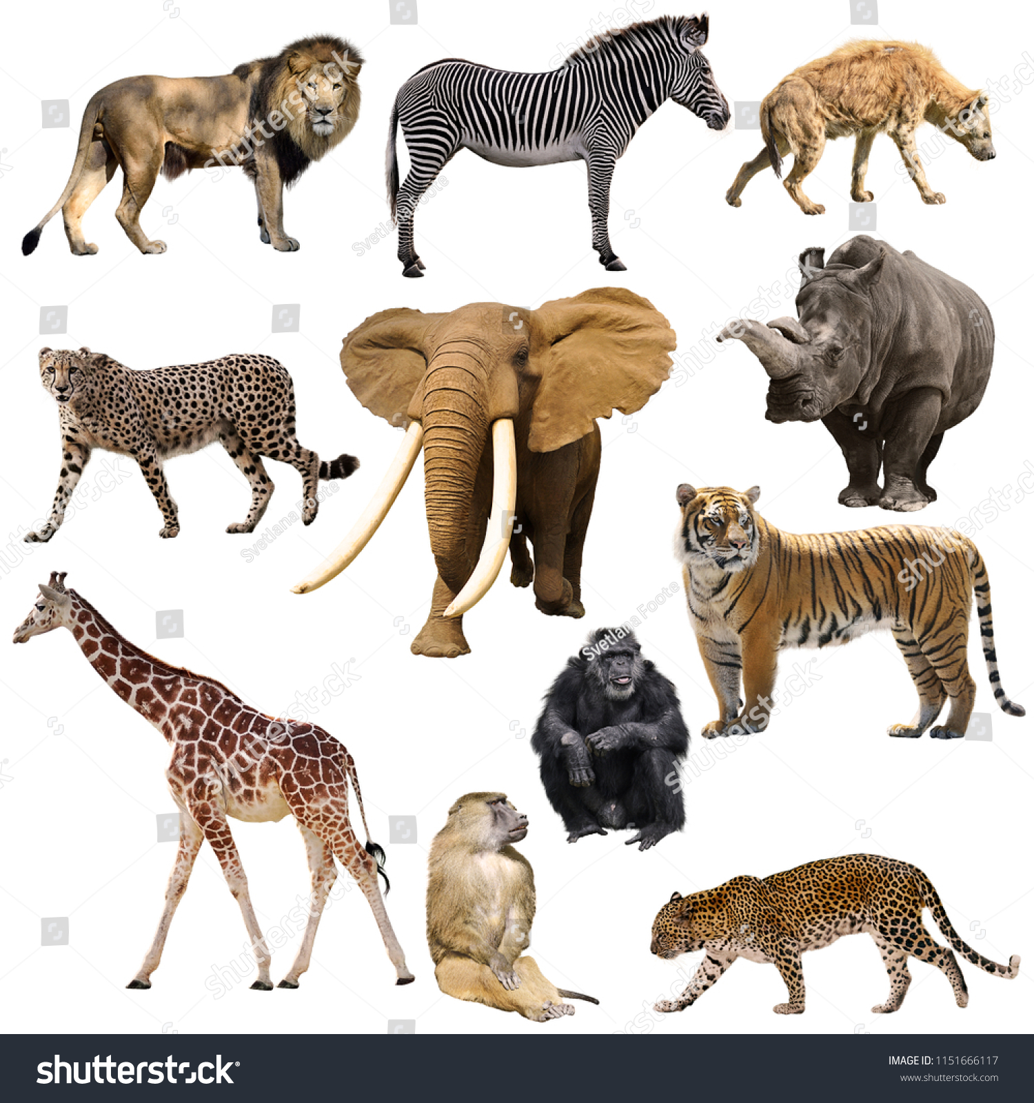 African Animals Set Isolated On White Stock Photo 1151666117 | Shutterstock