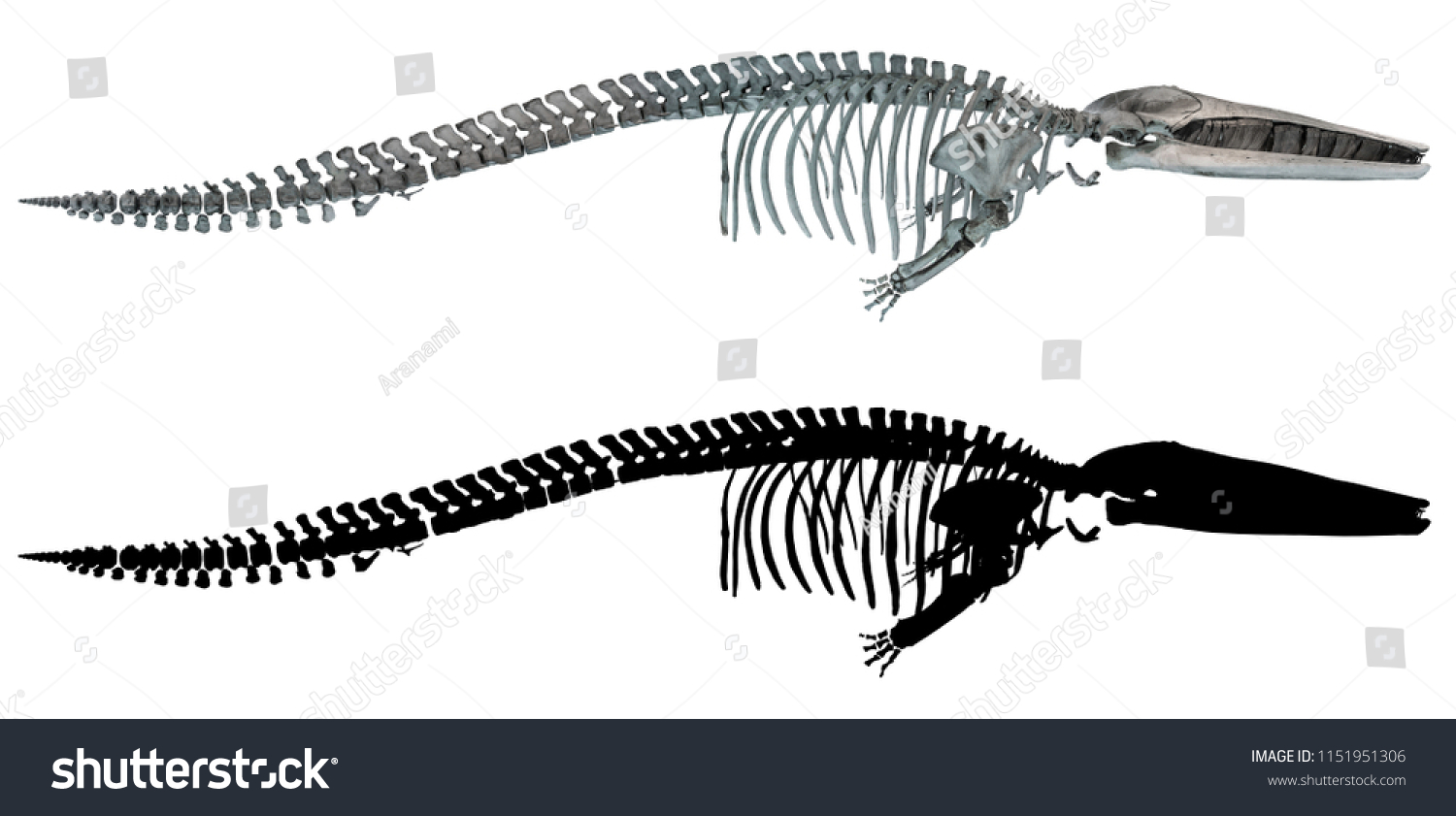 Real Whale Skeleton Isolated On White Stock Photo 1151951306 | Shutterstock